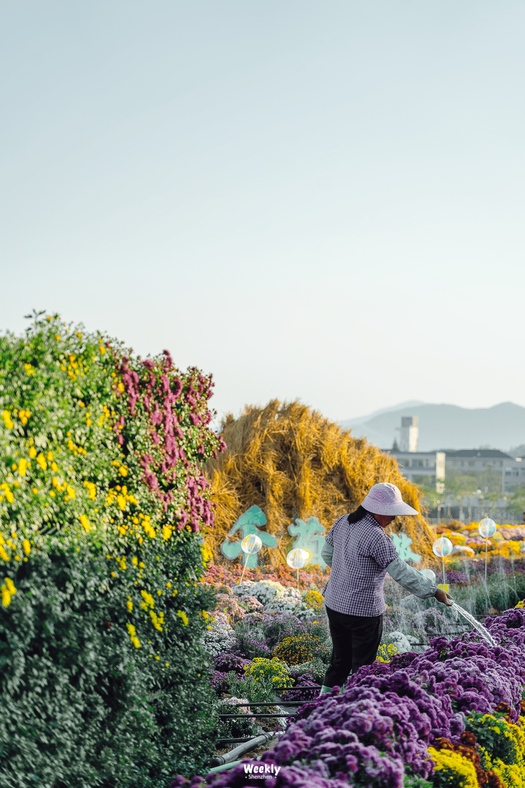 花海|曝光深圳「花海梯田」，去过算我输