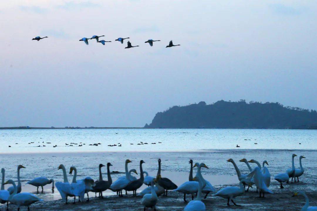 海湾|冬之恋 | 来这里，与天鹅共舞，同精灵漫步