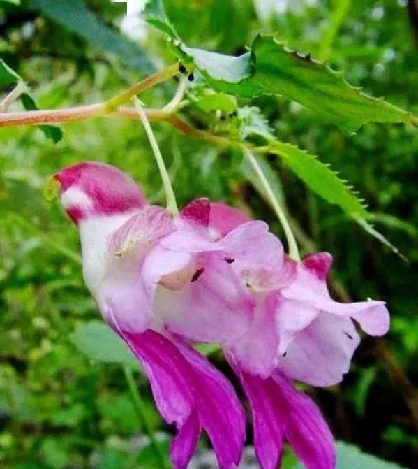 妩媚悦人花色七彩的泰国鹦鹉花