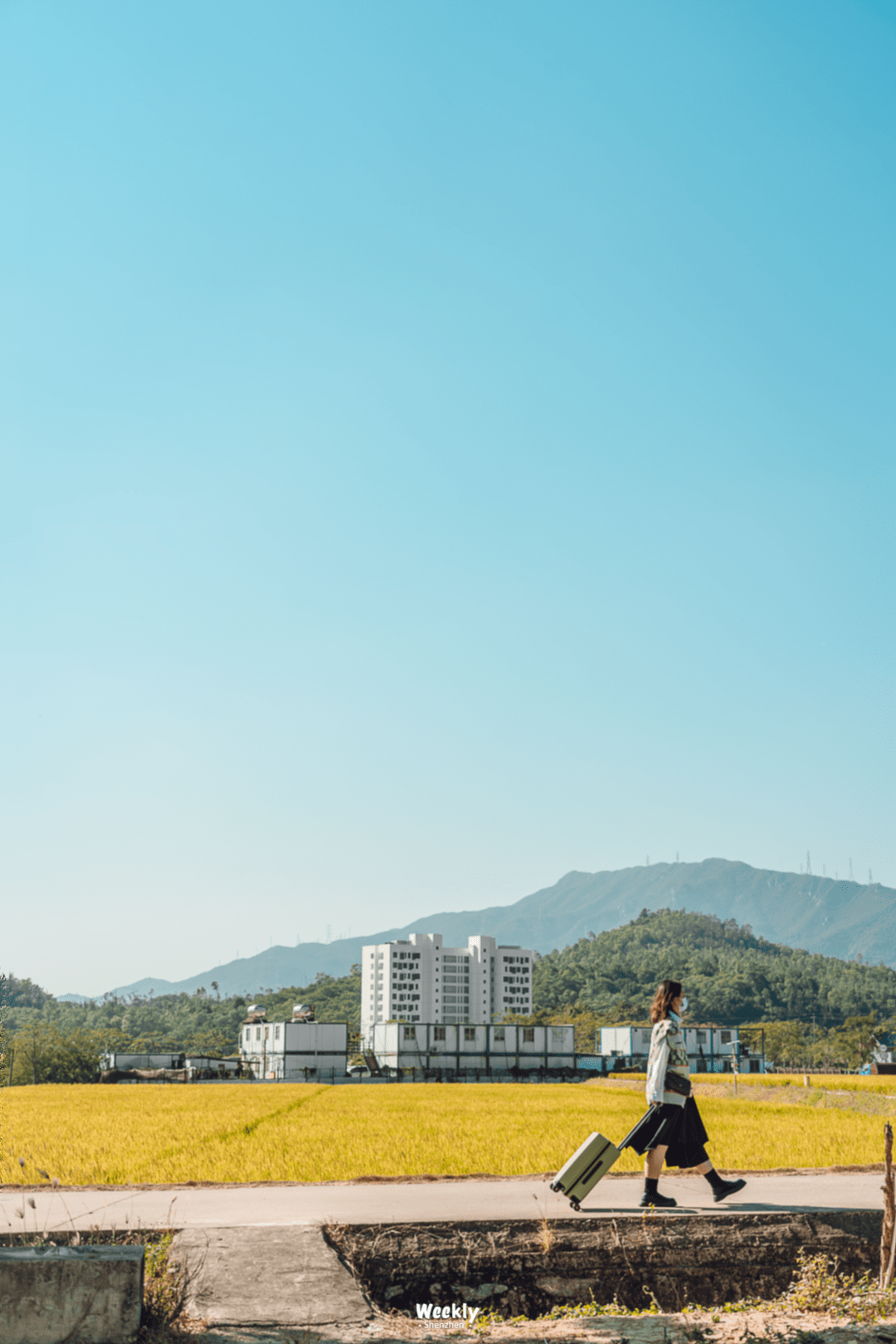 花海|曝光深圳「花海梯田」，去过算我输