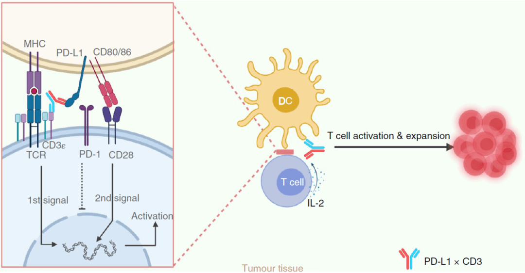 治疗|《自然》子刊：千里姻缘“双抗”牵，DC细胞让T细胞“嗨翻天”！