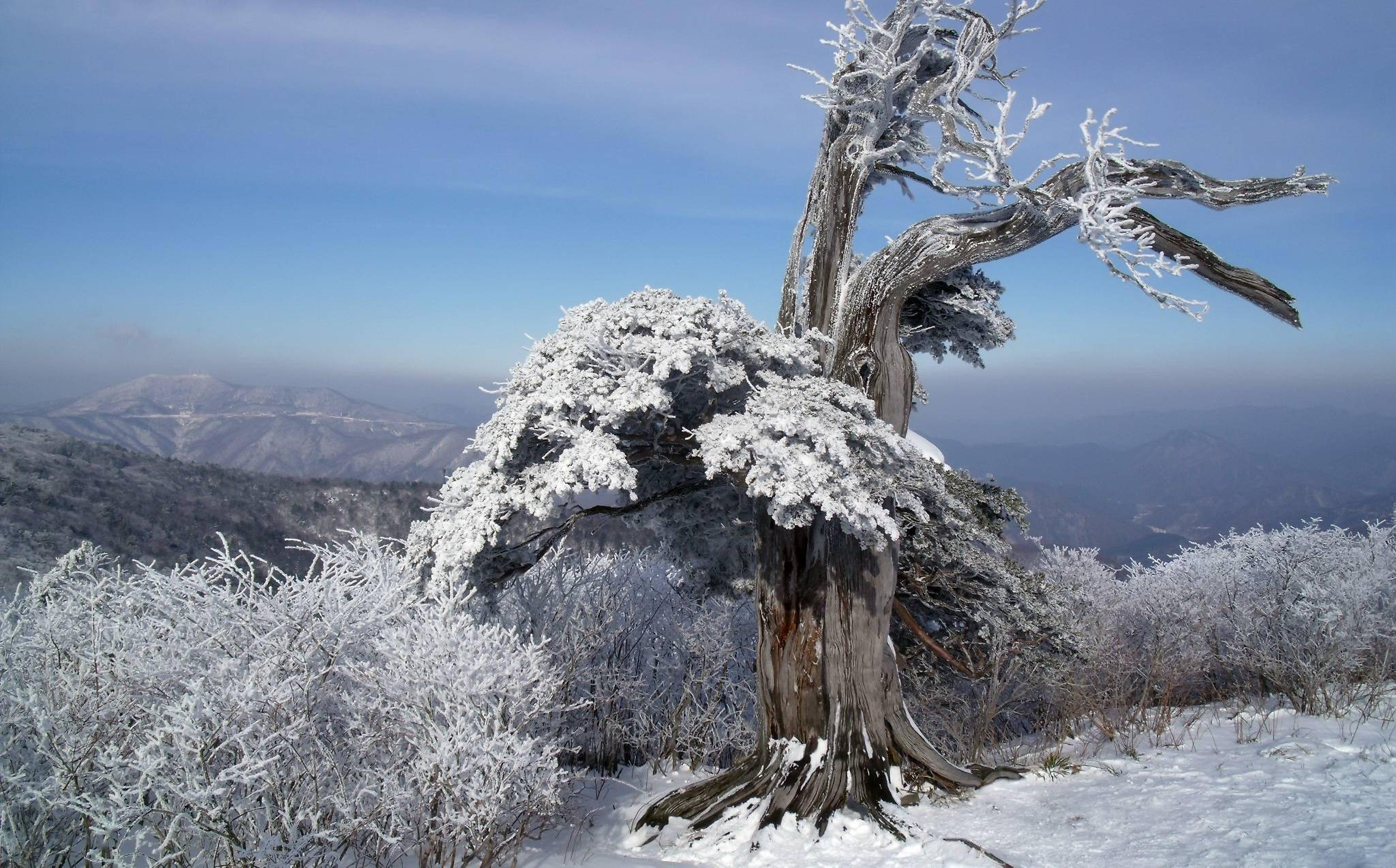 任他寒风凛冽,白雪皑皑,是树都要站成风景
