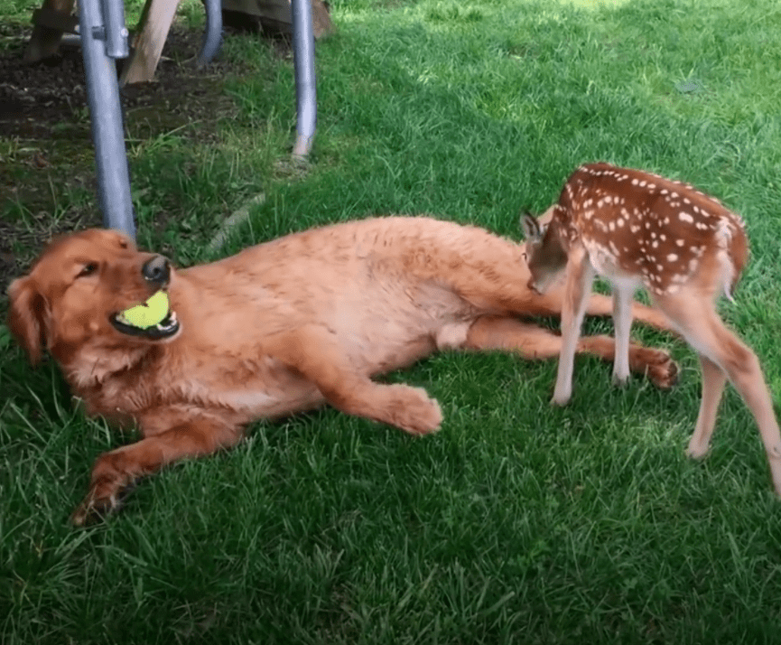 金毛和小鹿犬杂交图片