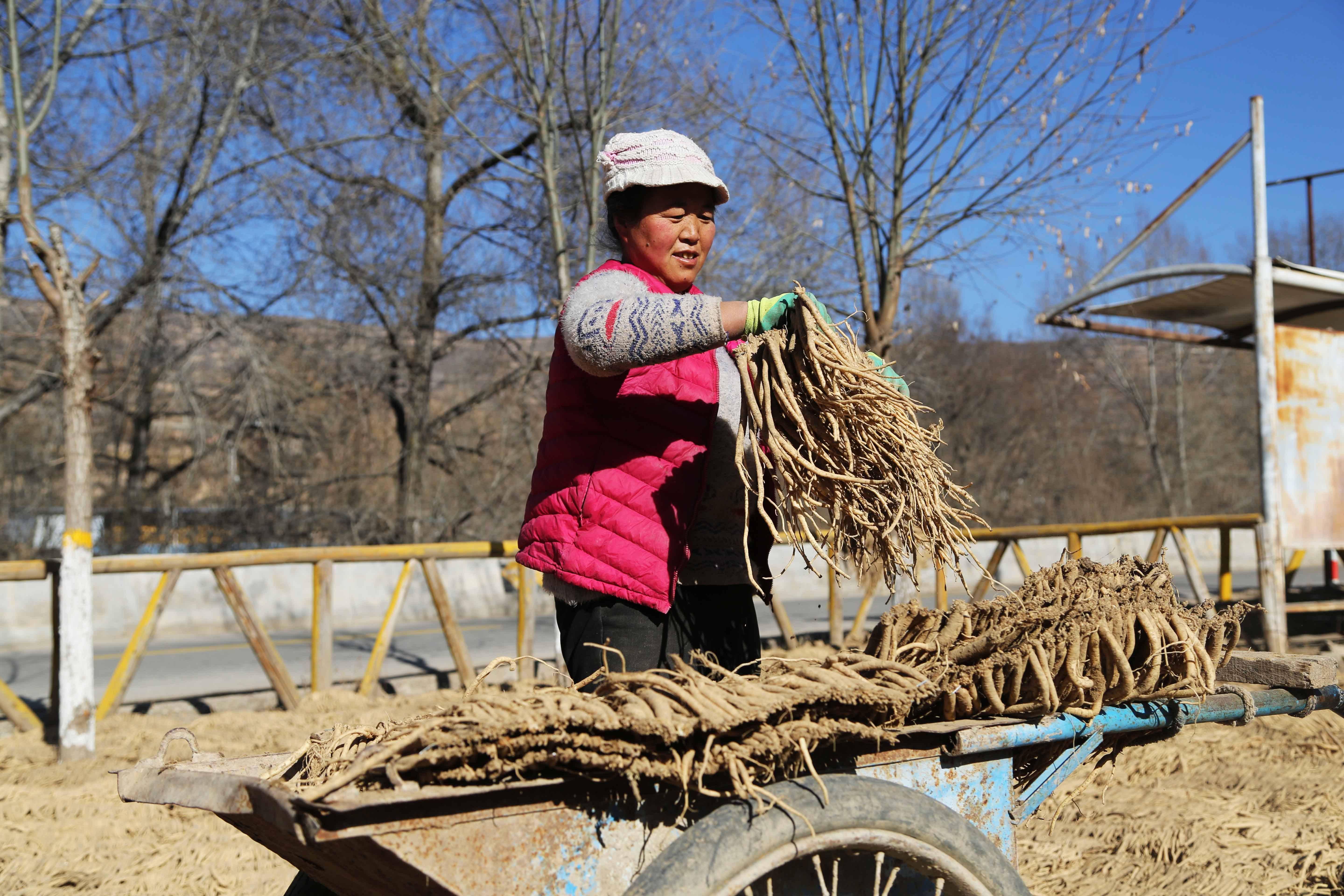 甘肃漳县:冬日党参晾晒忙_定西_药材_新华社