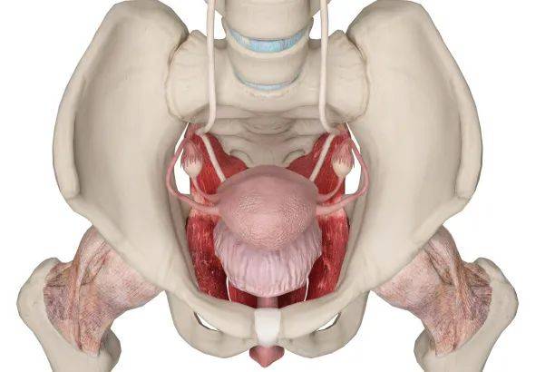 膀胱位置图 女性图片