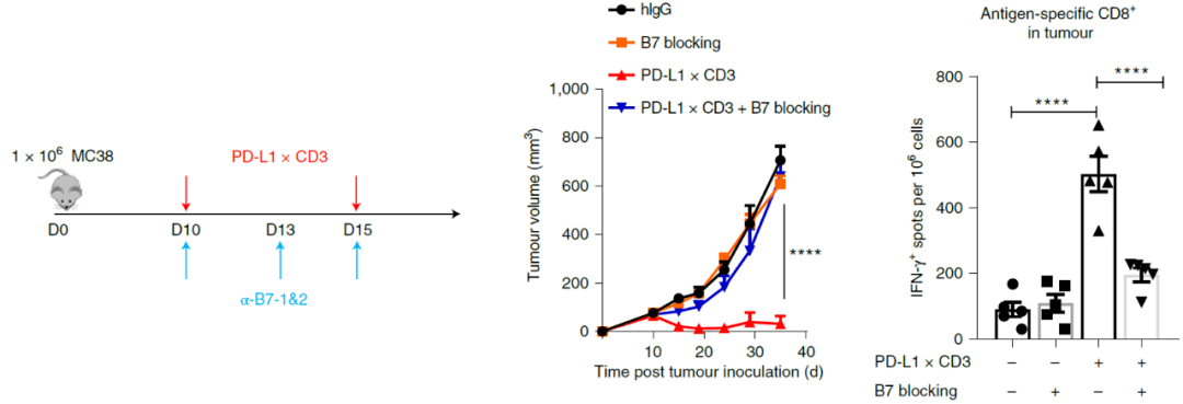 治疗|《自然》子刊：千里姻缘“双抗”牵，DC细胞让T细胞“嗨翻天”！