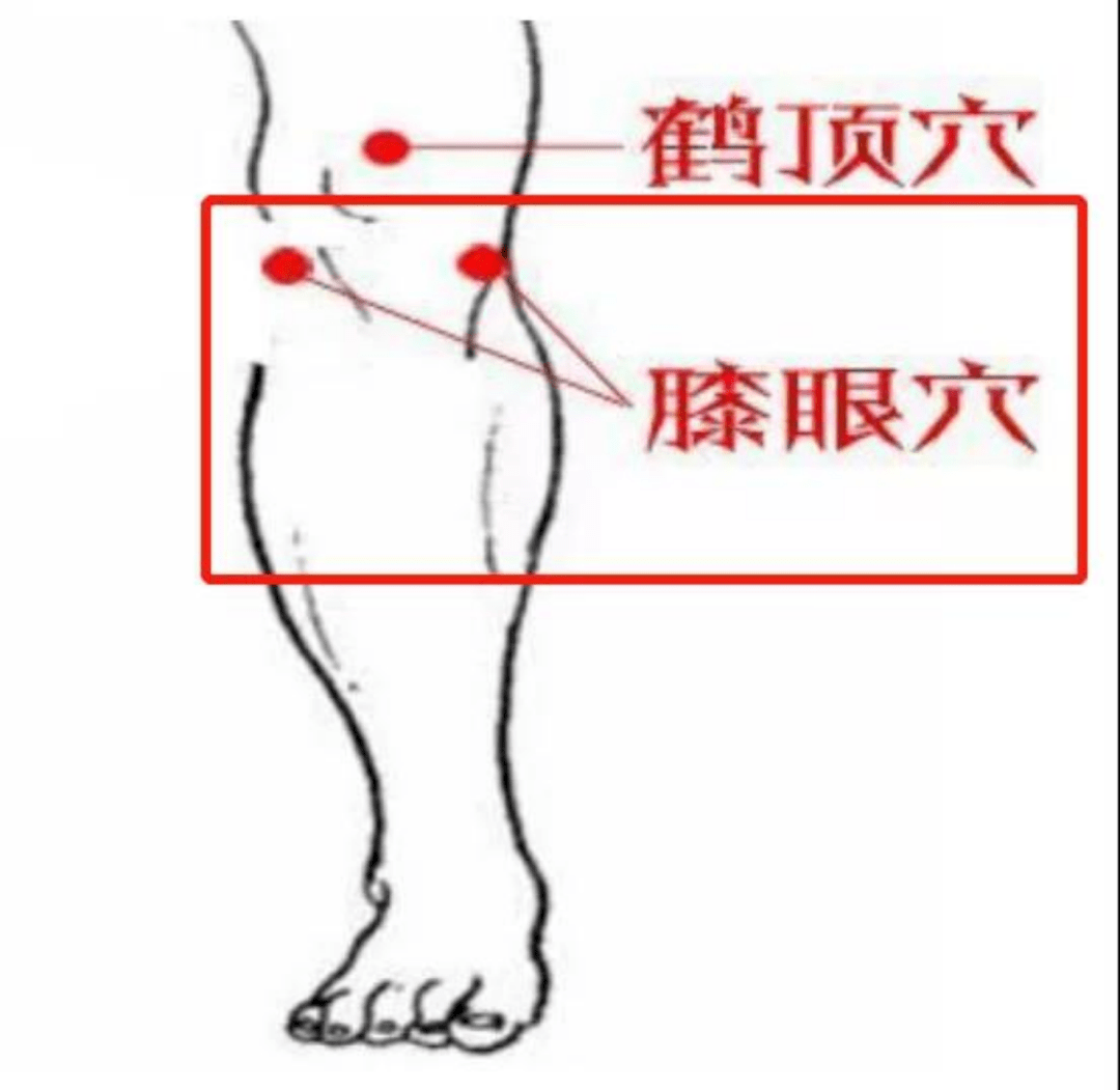 膝盖眼的位置图图片