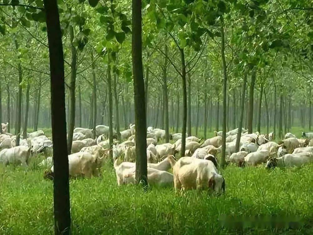 在速生林下种植牧草或保留自然生长的杂草,在周边地区围栏,养殖绿壳