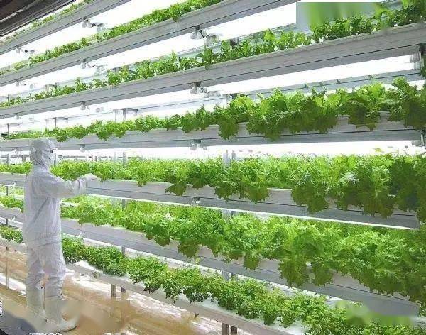 水稻60天可收获 植物工厂正在颠覆传统农业种植 栽培 育种 环境