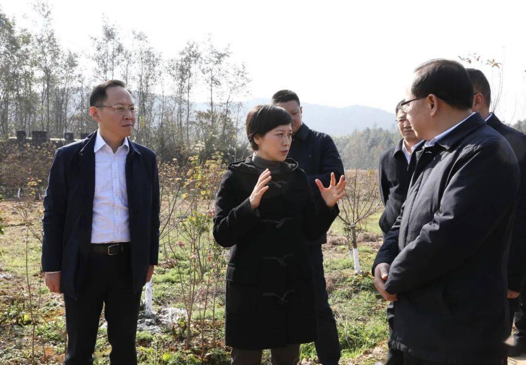 12月2日,绵阳市委副书记王华蓉来江油市大康镇旧县村,调研世界银行