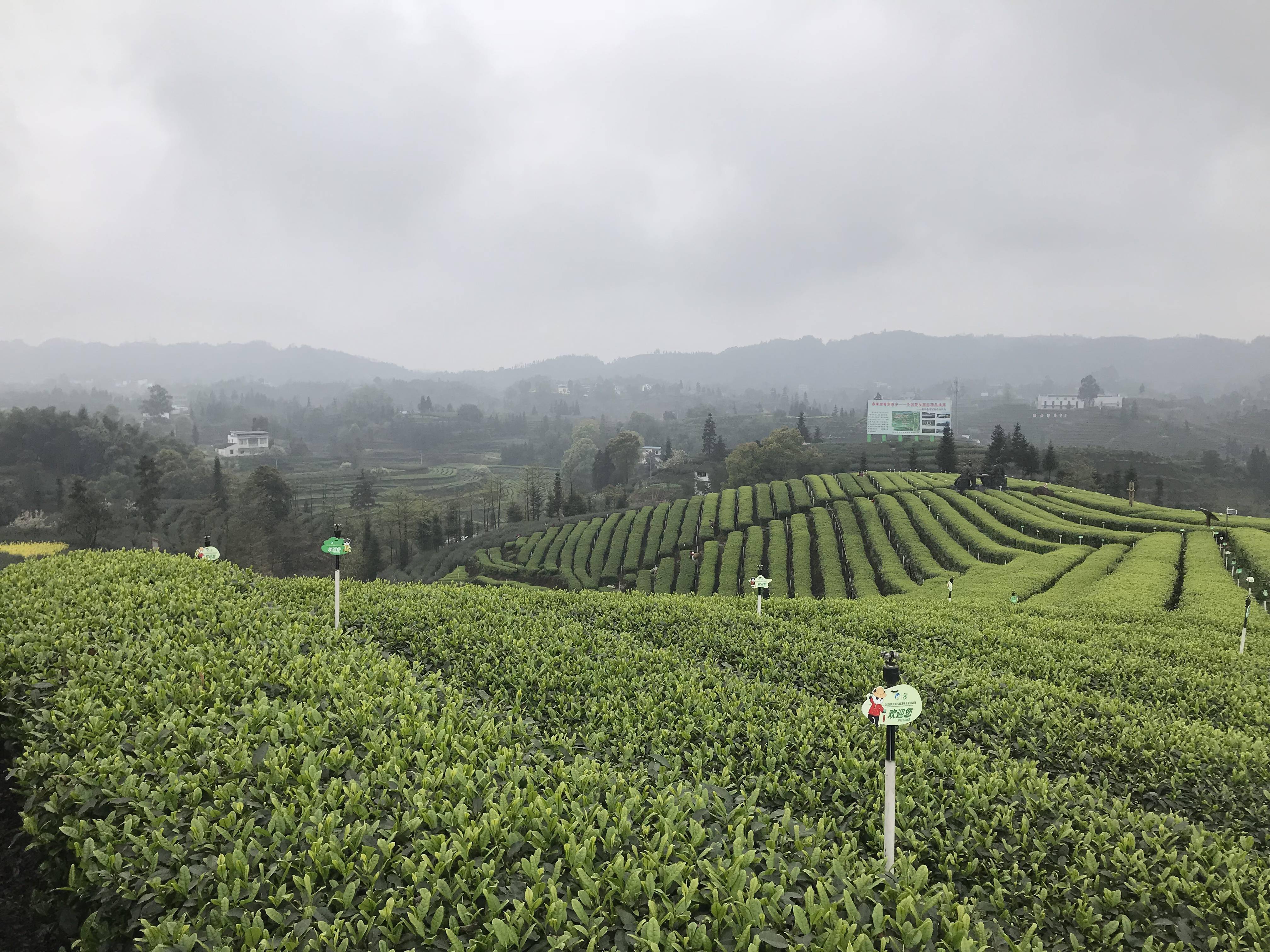 邮储银行|一山茶叶 一段“邮储情”