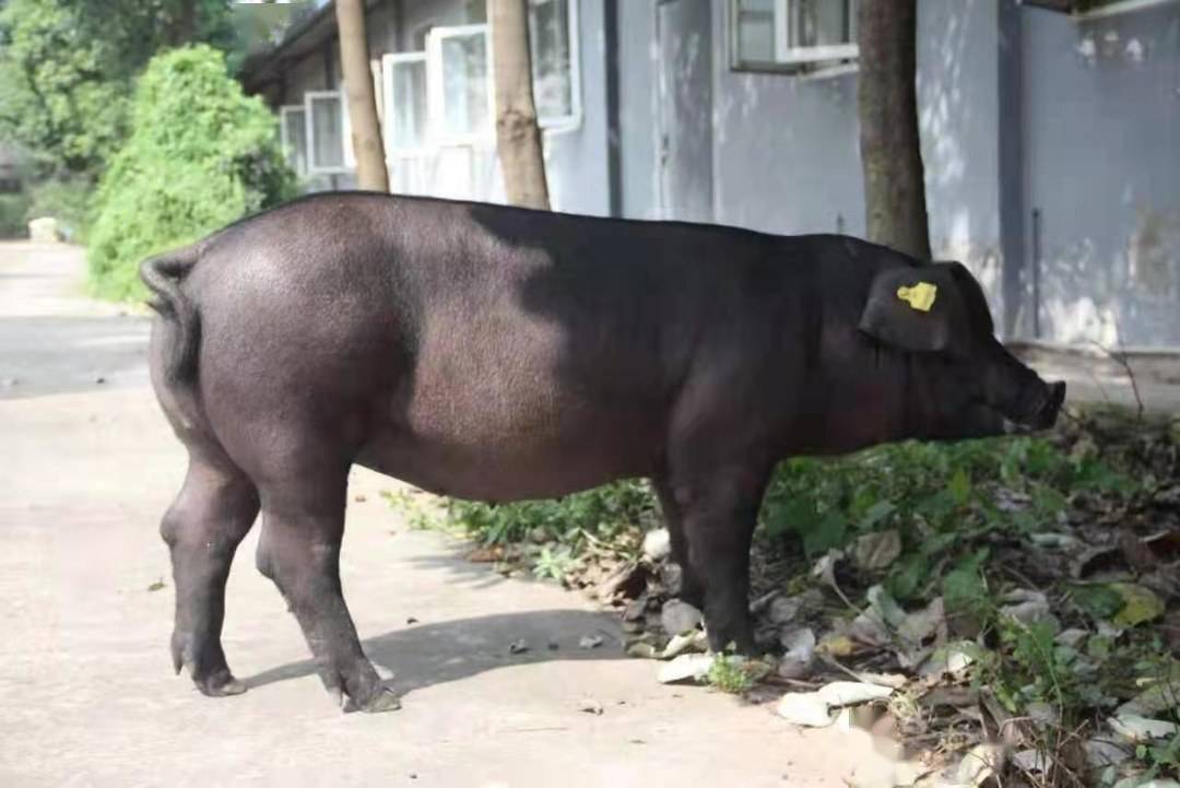 农广天地黑猪品种图片