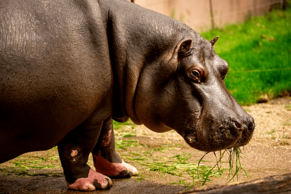 比利時動物園2只河馬感染新冠!_the_said_hippos