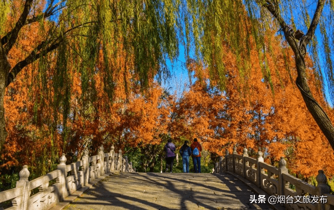 泉城|刷爆全网！山东这8处的水杉林，让你不出省就能打卡川西秘境！