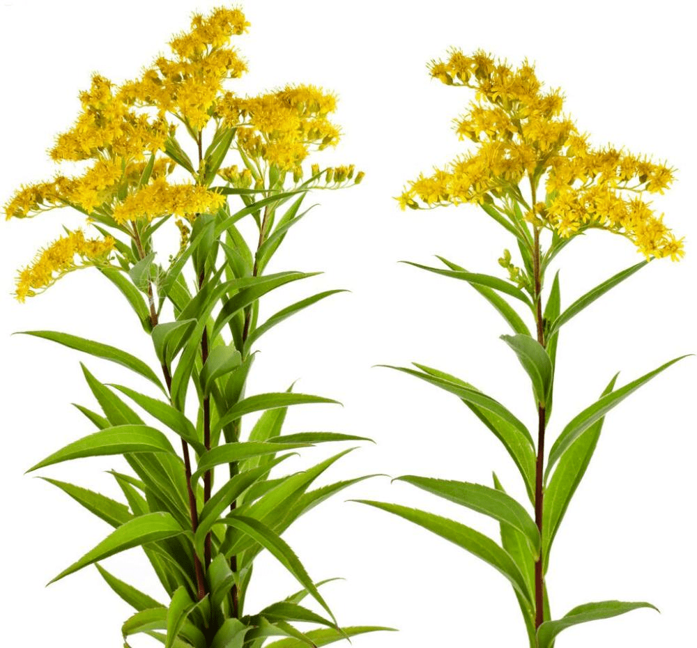 加拿大一枝黄花为菊科,一枝黄花属多年生草本植物,原产北美,于1935年