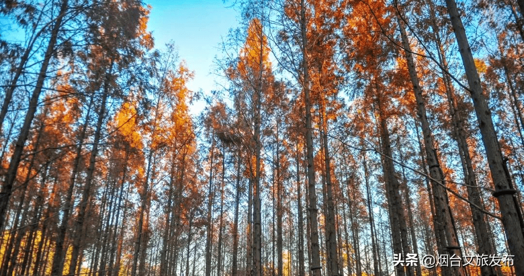 泉城|刷爆全网！山东这8处的水杉林，让你不出省就能打卡川西秘境！