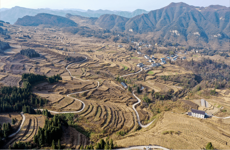 【鄉村振興示範地】綏陽:冬來閒不住 喜栽銀花樹_種植_大戶_樂鎮