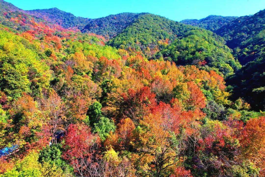 約嗎龍巖這座名山滿山紅葉似彩霞