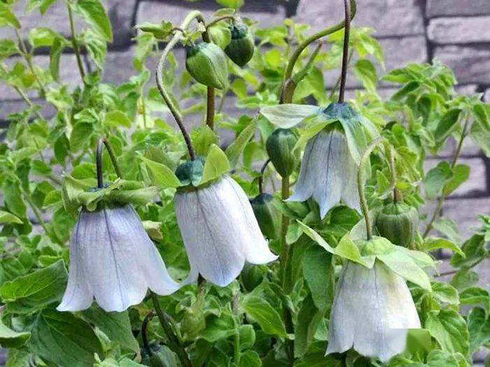 淡蓝色的风铃新疆党参是新疆独有的宝物