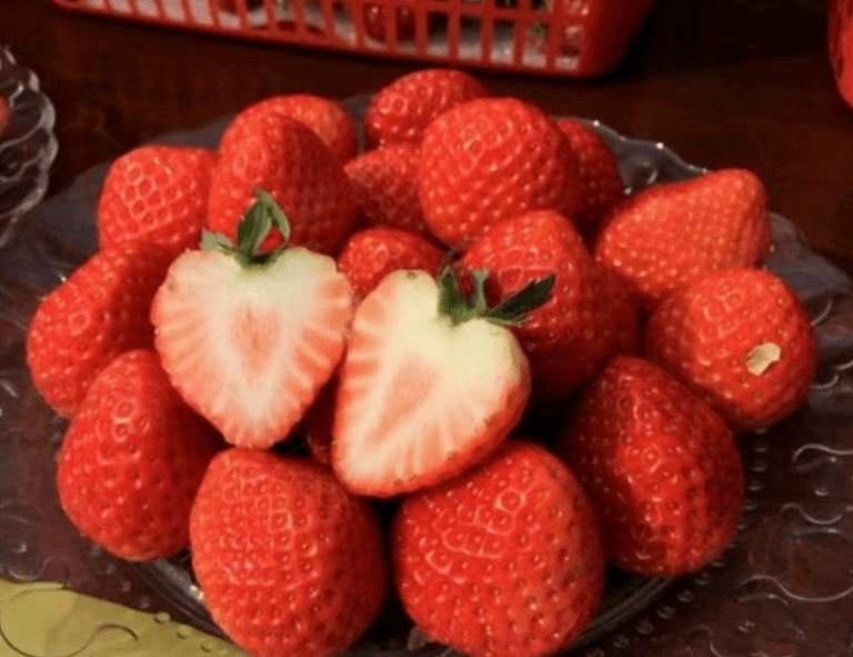 国产草莓品种越心草莓市场的新宠