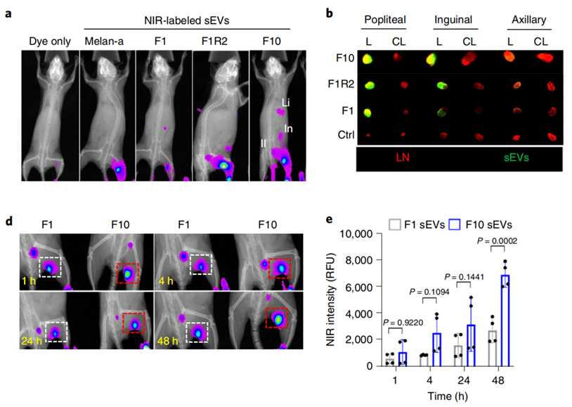 Peinado|《自然》子刊：癌细胞转移前就把“黑手”伸进了淋巴管！科学家发现，黑色素瘤细胞会释放外泌体改造淋巴管，促进肿瘤转移丨科学大发现