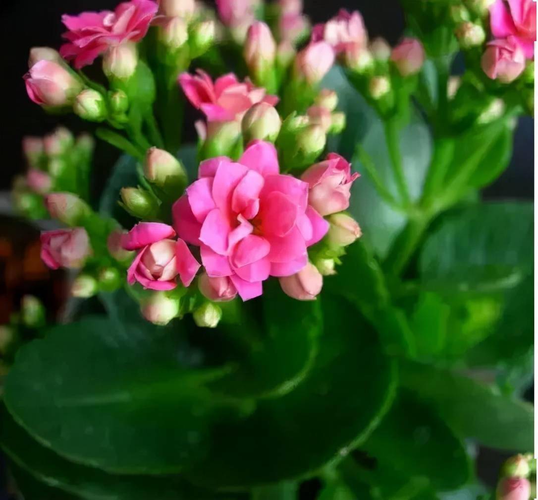 100块能买一阳台,这些多肉旺财又旺宅_钱串_养护_习性