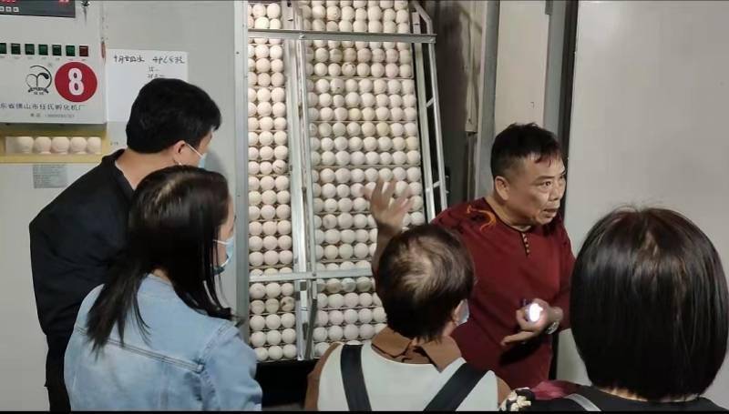 狮头鹅|“鹅脸识别”要来了！数智化赋能潮汕生态农业，5G技术养鹅