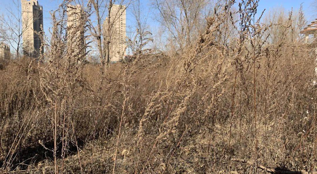 保定一块大面积地块荒废了十来年:杂草丛生,垃圾成堆