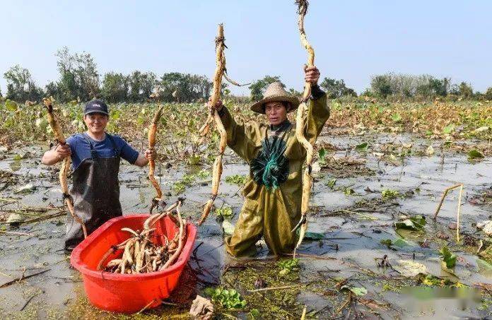 "挖藕费用几乎占野藕种植生产成本的一半.