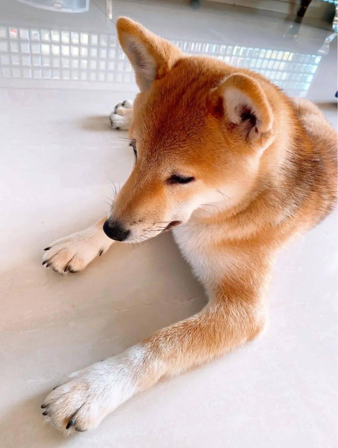 柴犬在日本绳文时代就生活在人们身边受二战等因素的影响柴犬曾一度