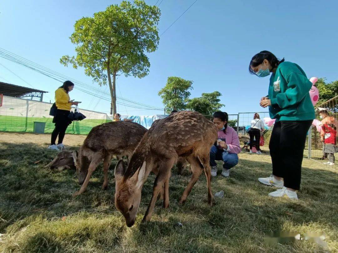 刷爆朋友圈的茂名鹿岛公园又双叒叕套路了你