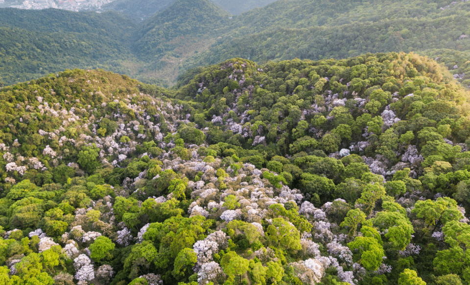 广东|藏不住了！梧桐山入选广东最美旅游目的地！3条路线赏遍美景！