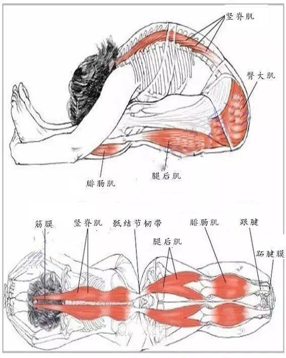 認識拉伸肌肉每一位跑者的必修課程