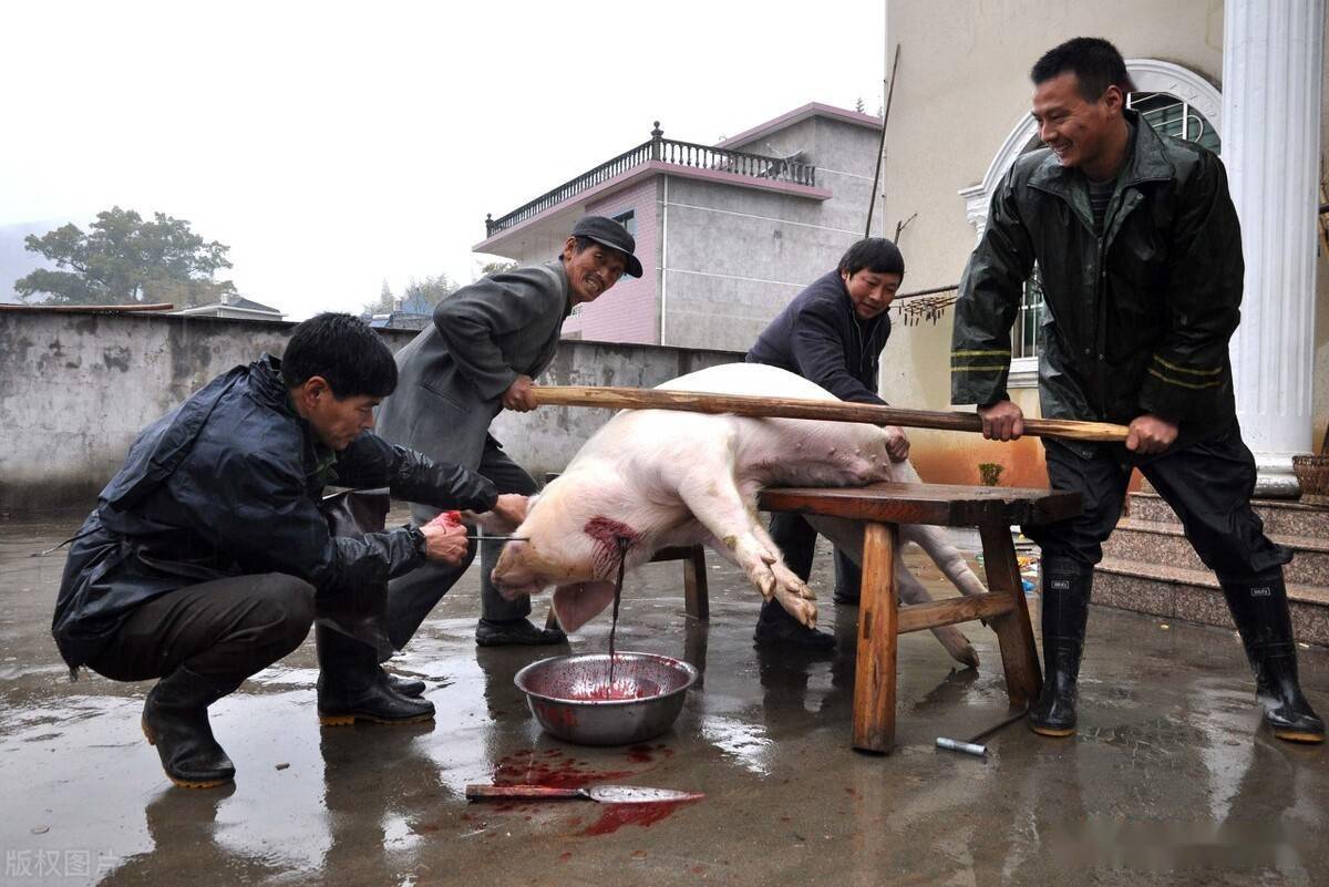 东北杀猪图片大全大图图片