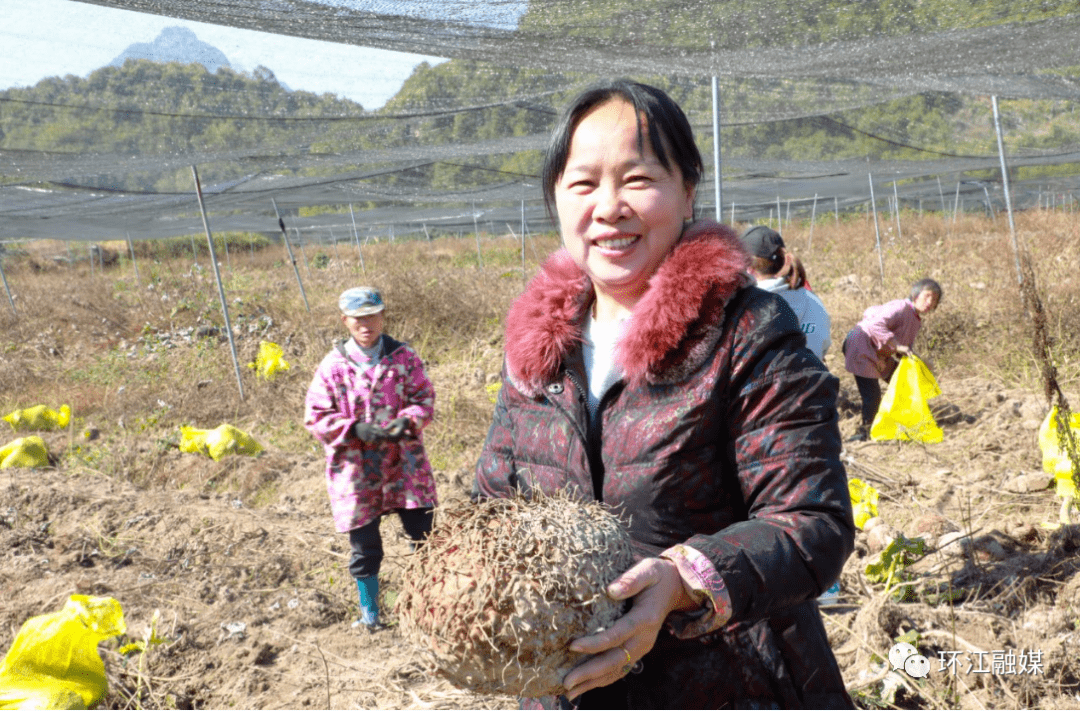 环江:200亩魔芋基地迎来大丰收_发展_进行_东兴镇
