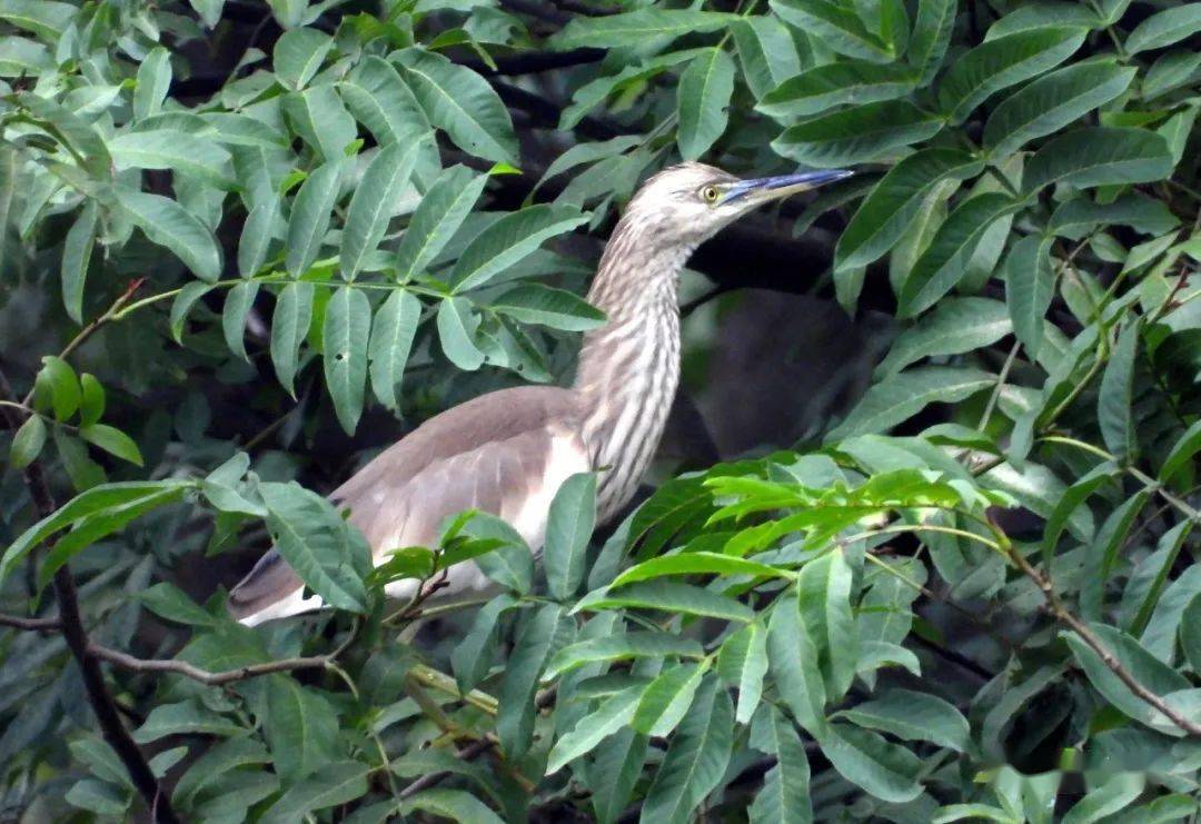 夜莺鸣翠冬日暧红尾水鸲现芳踪树鹨虽小占一枝白头鹎雏倚青桑虎斑蝶影
