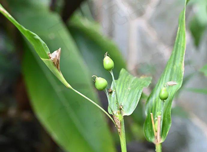 长啥样薏苡仁,为禾本科植物薏米 coix lacryma-jobi l var.