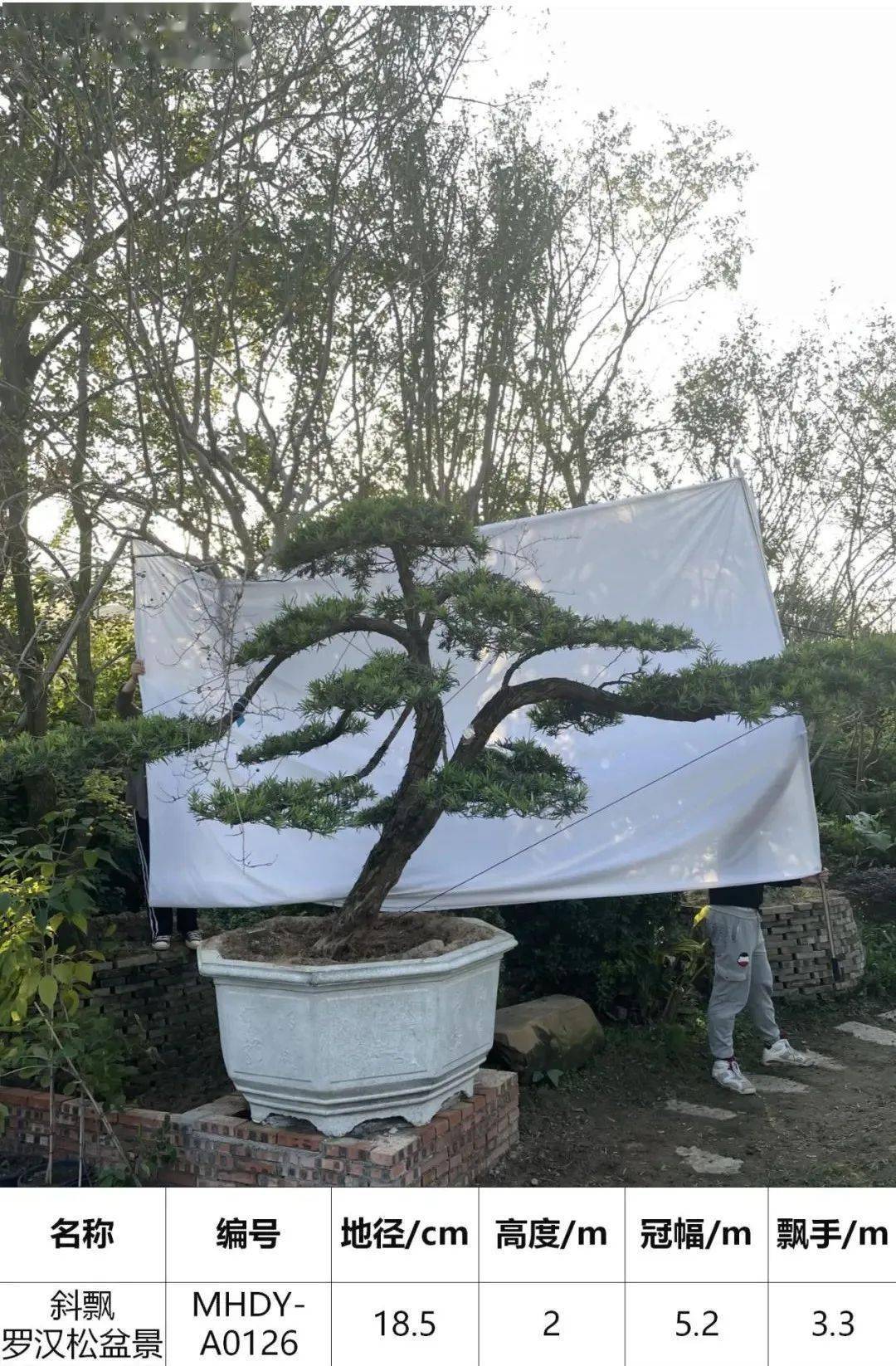 马后花园头径1822公分临水斜飘罗汉松