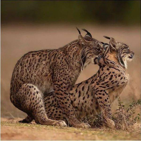 z.剁掉小指的sheep肛魔q.z.哈哈怪q.z.scpd14134嘉然今天吃两极反转q.