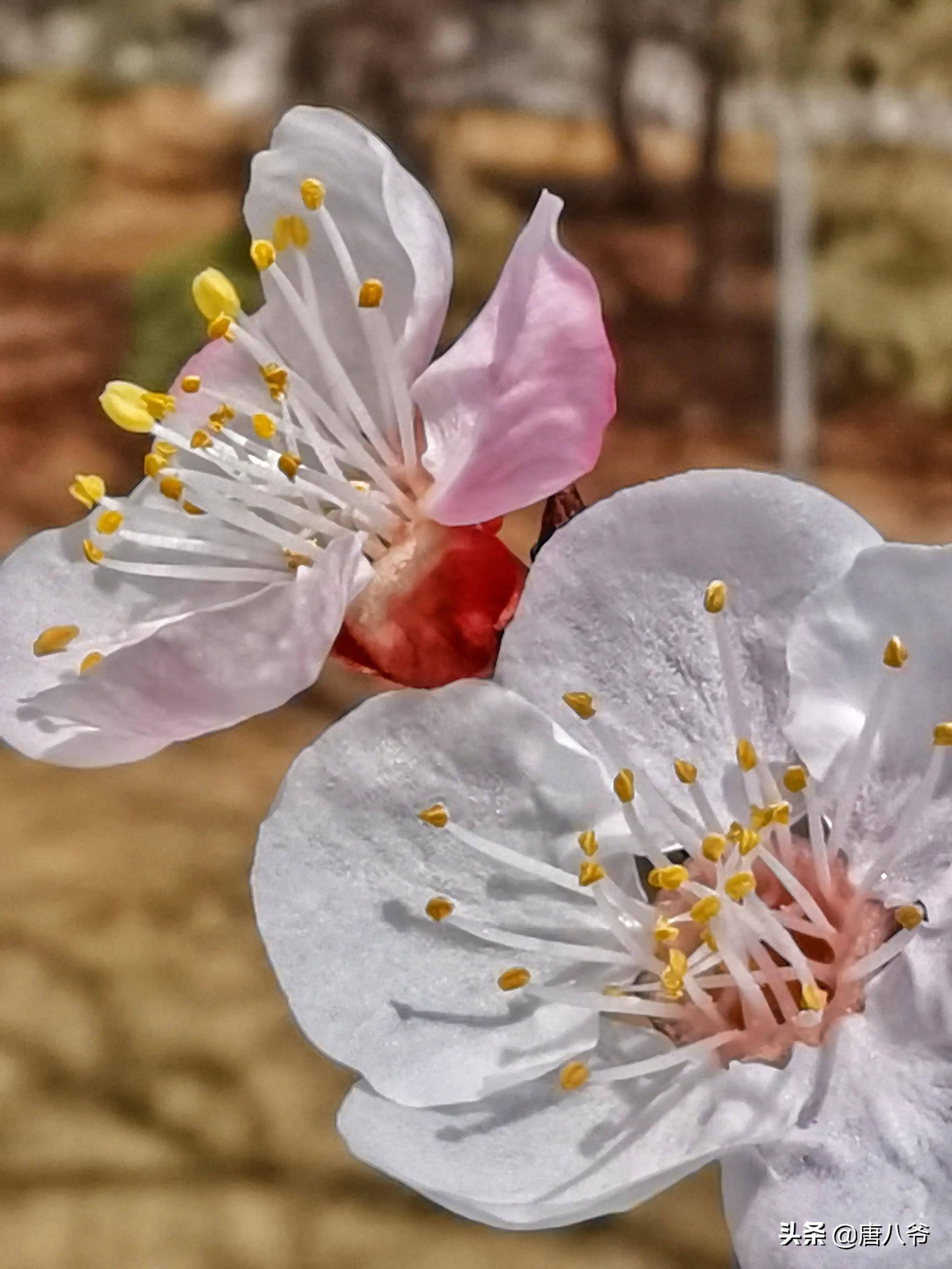初春的杏花纯朴 它那五个如水晶般的花瓣 默默的在枝头绽放 桃花 寒风 晴天