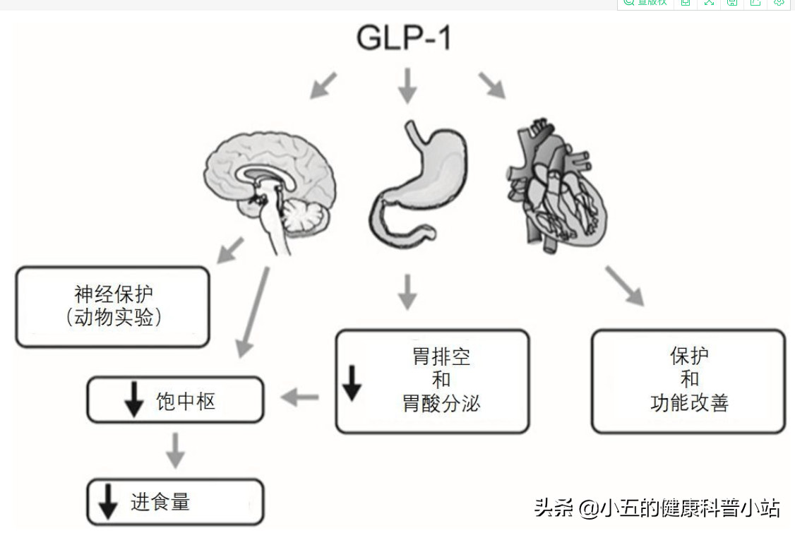 增加胰島素分泌,降低胰高血糖素分泌,同時減緩胃排空,使得患者產生飽