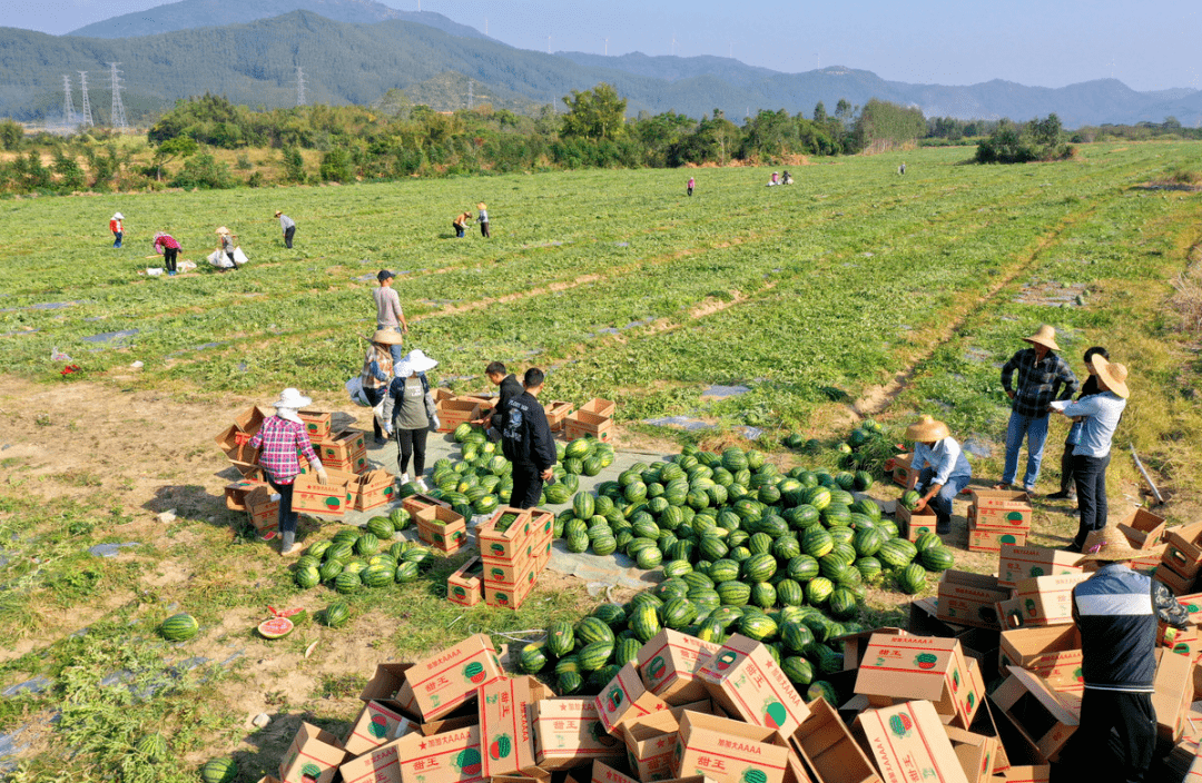 甜过初恋上洋秋季西瓜上市啦