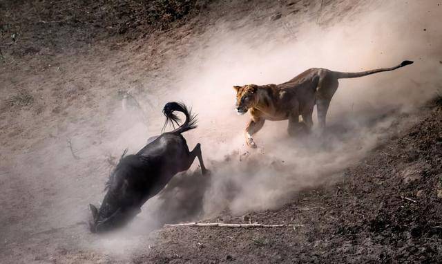 敬畏自然:斑马被鳄鱼一口吞下,野生动物摄影比赛再现震惊场景_马拉