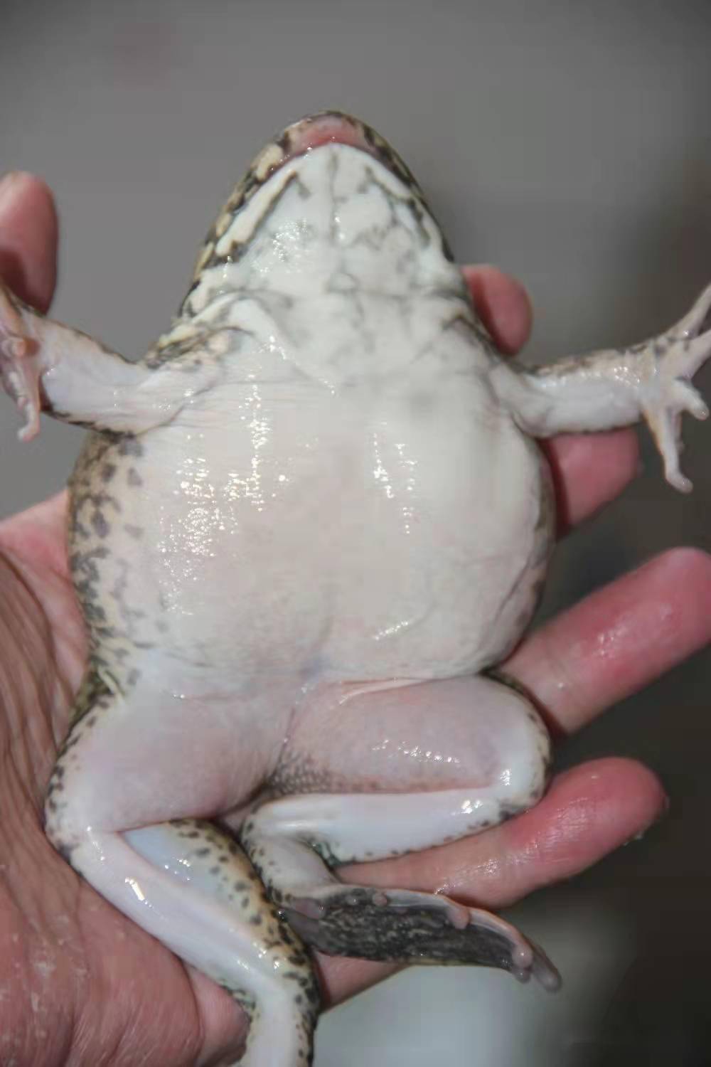 棘胸蛙养殖生产技术流程_蝌蚪_场地_水泥池