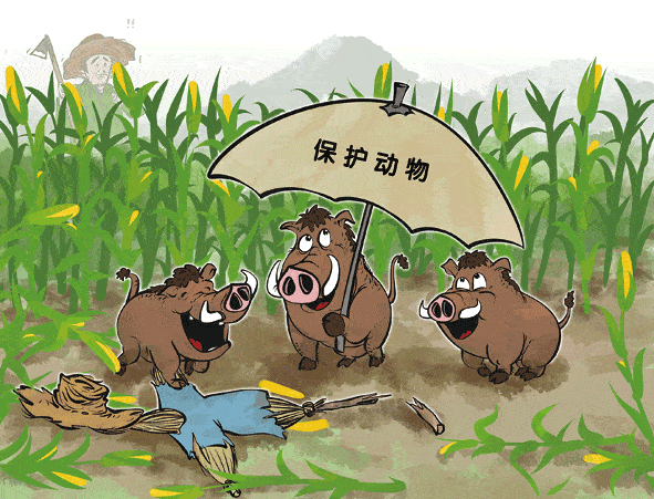 农民辛苦一年野猪一夜毁完如何在保护野生动物和保护农民利益中找到