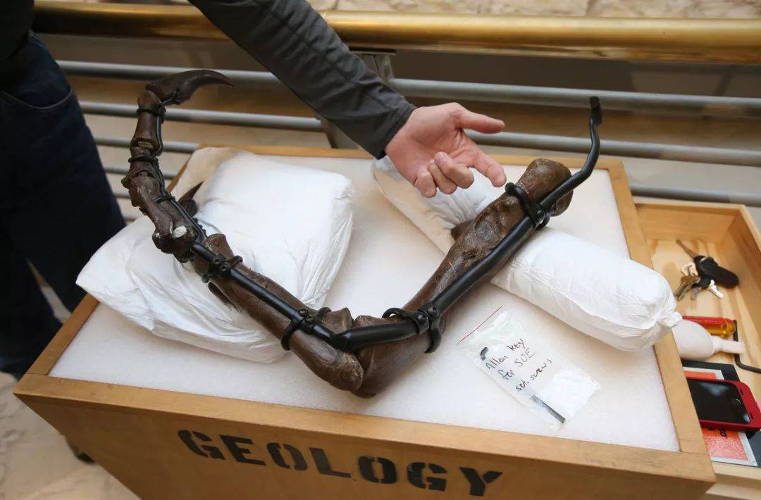 前肢_体长_恐龙