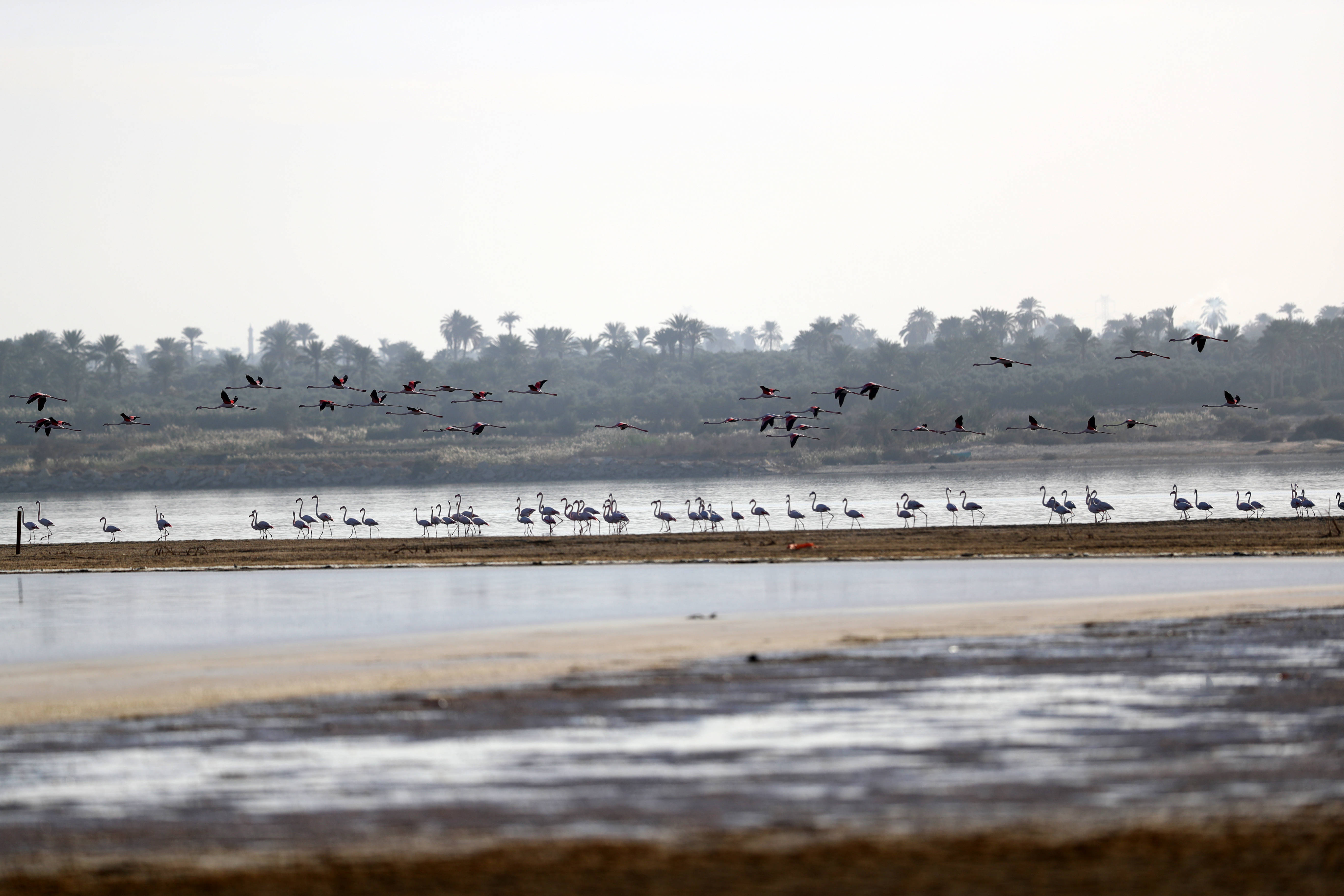 国际3埃及法尤姆火烈鸟漫步加龙湖