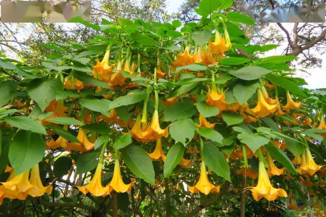 天使的号角,美貌的外表下,却是世界上最毒的花草之一_花朵_植物_很