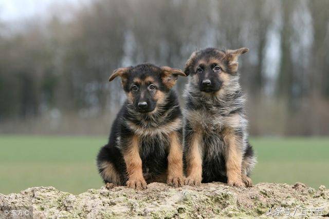 混血其他品种不忍直视,有些人就是作_柯基_大叔_柴犬生