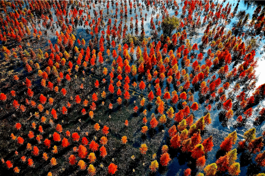 水杉|是时候去湿地公园转转了，水杉、白鹭、红嘴鸥……多彩生物已上线！|春城冬韵·美景